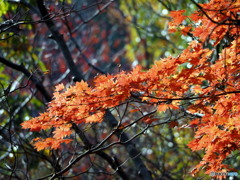 紅葉01