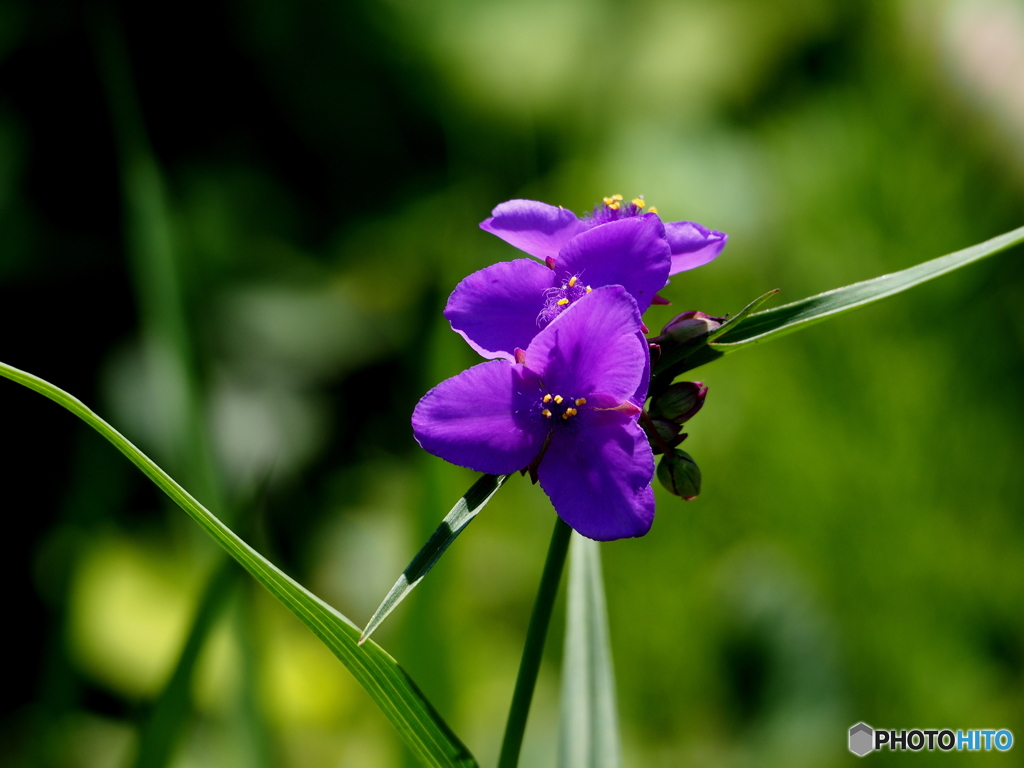 ムラサキツユクサ