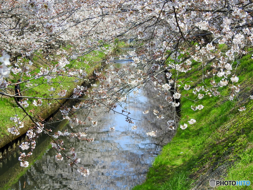 桜20-②