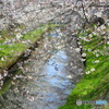 桜20-②