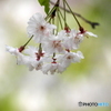 桜18-③
