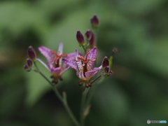 ホトトギス20-①