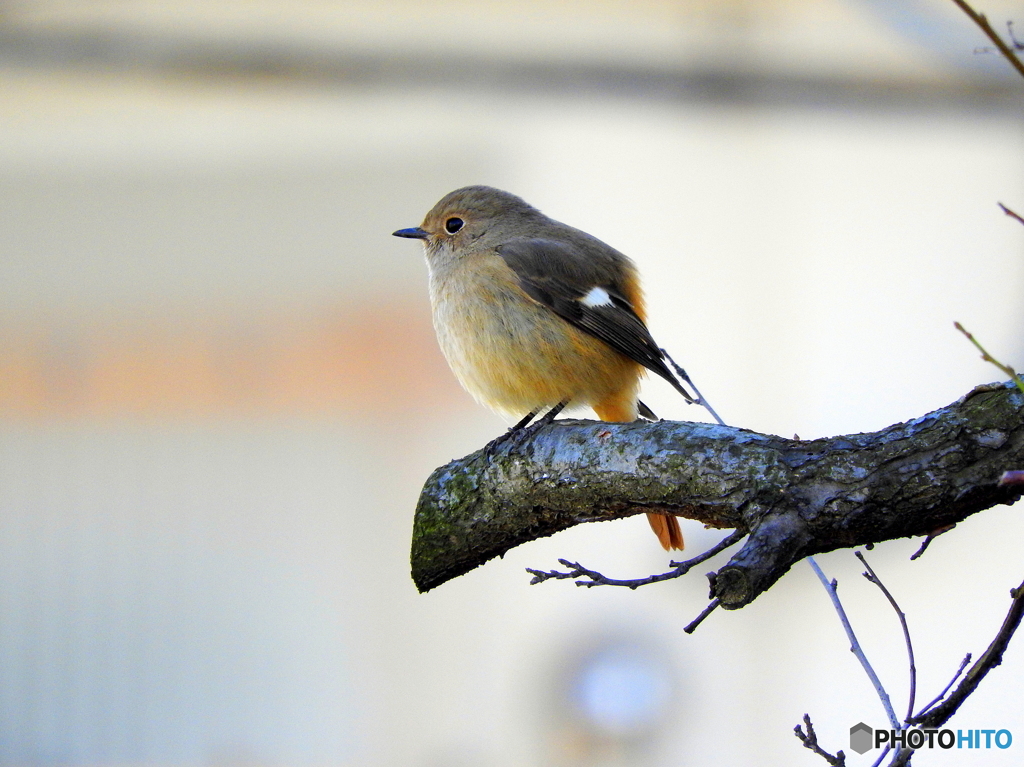 ジョウビタキ21