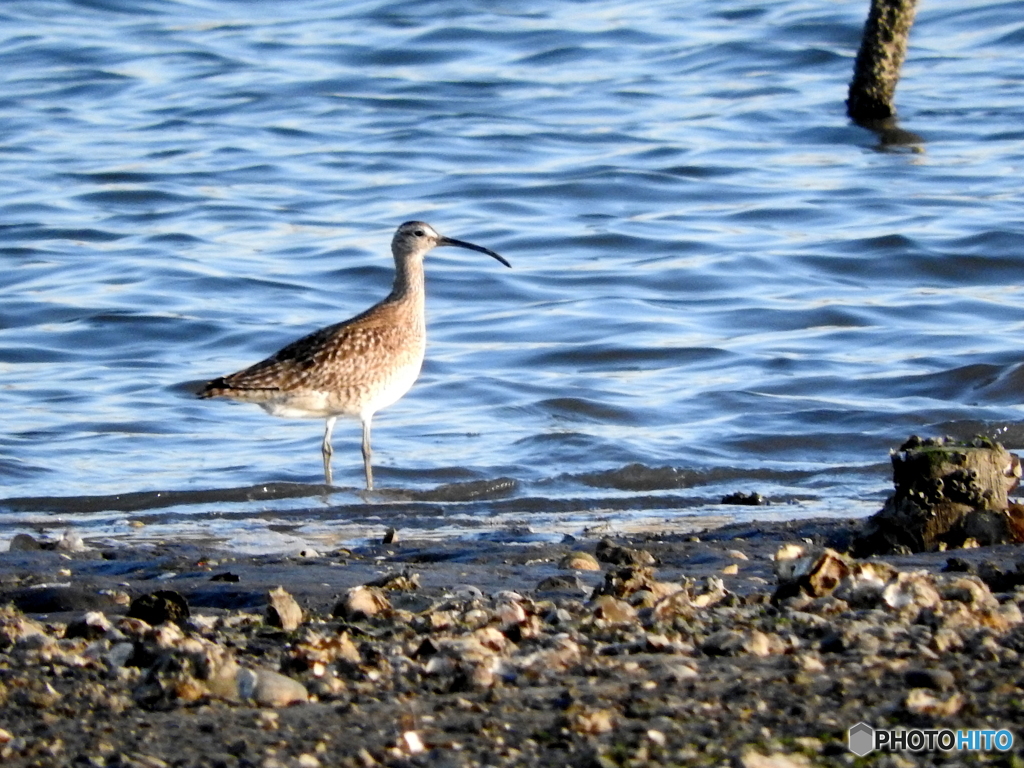 チュウシャクシギ03