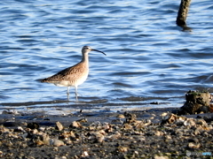 チュウシャクシギ03