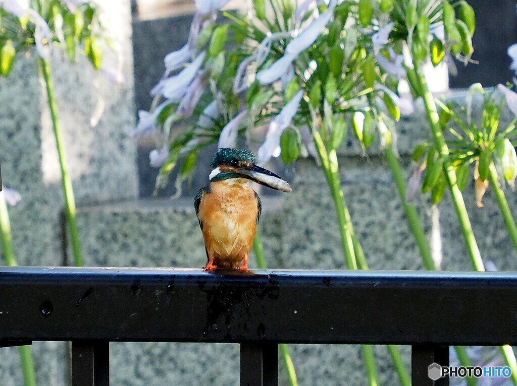 カワセミ297