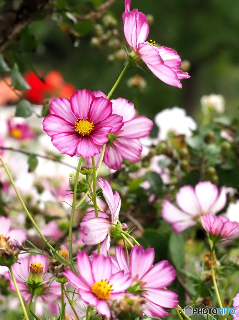 コスモス25-⑧