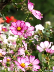 コスモス25-⑧