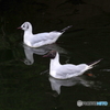 ユリカモメ33