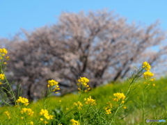 菜の花24-⑥