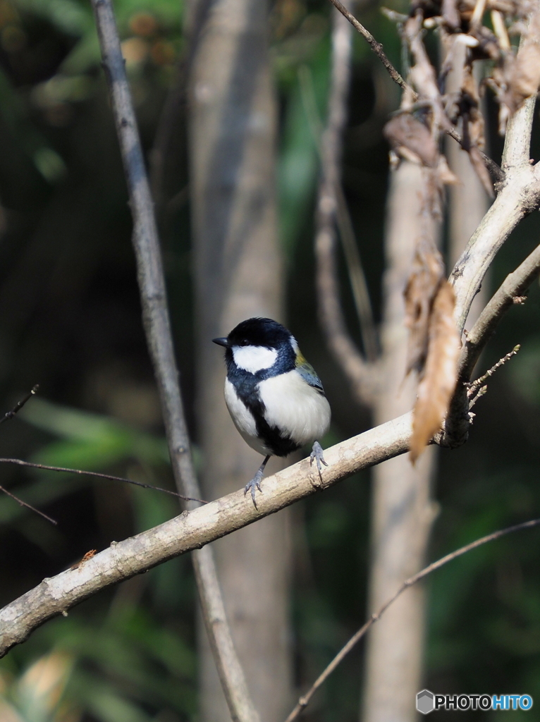 シジュウカラ305