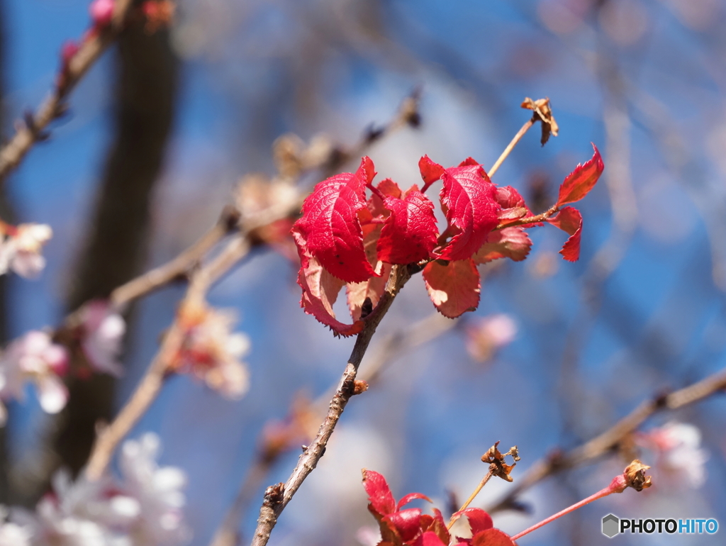 寒桜24-②