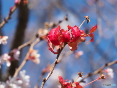 寒桜24-②