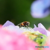 オオハナアブと紫陽花25-①