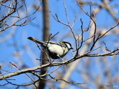 シジュウカラ01