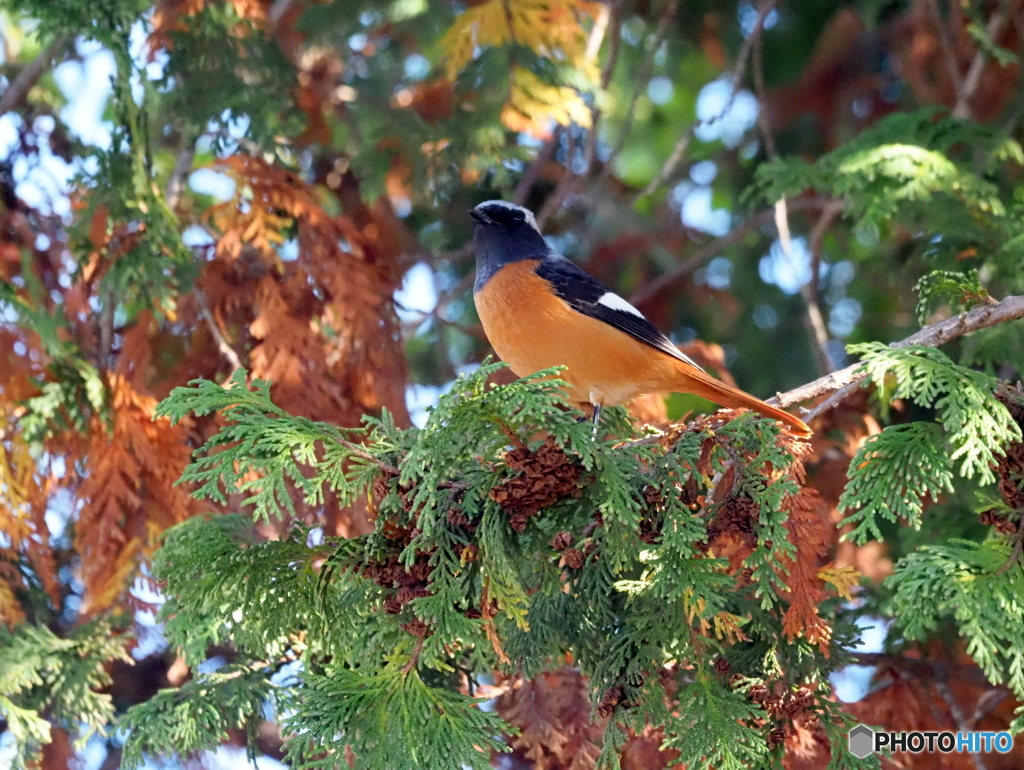 ジョウビタキ259