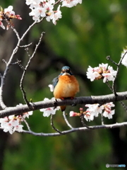 カワセミ595