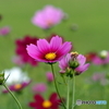 コスモス21-③
