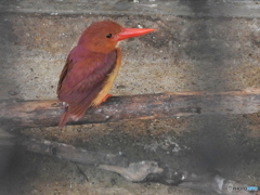 アカショウビン01