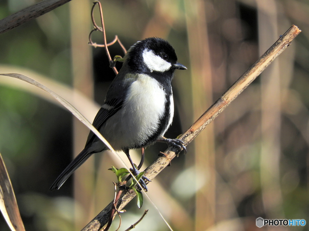シジュウカラ90