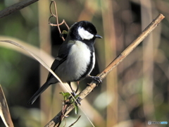 シジュウカラ90