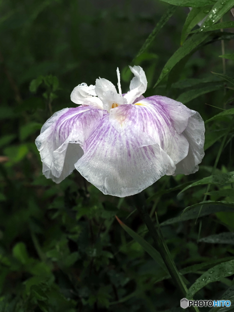 花菖蒲24-②