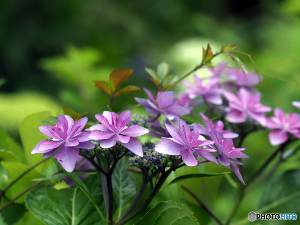 紫陽花24-10