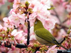 春メジロ13