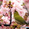 春メジロ13
