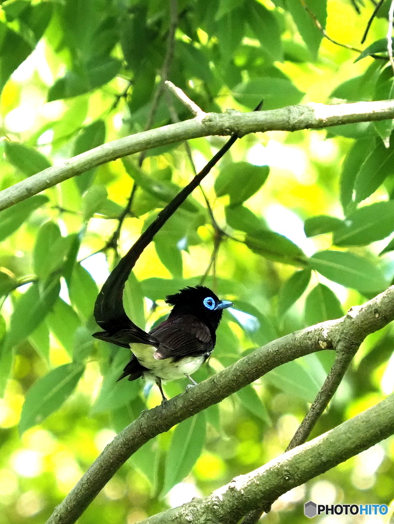 サンコウチョウ17