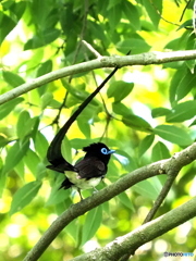 サンコウチョウ17