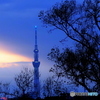 今日の夕景