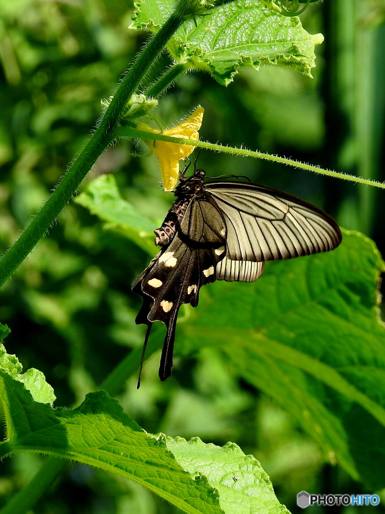 ジャコウアゲハ20-①