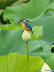 カワセミ276