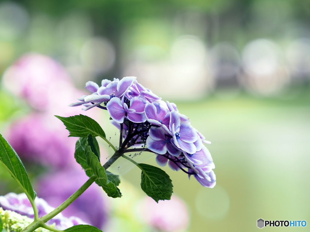 紫陽花23-10