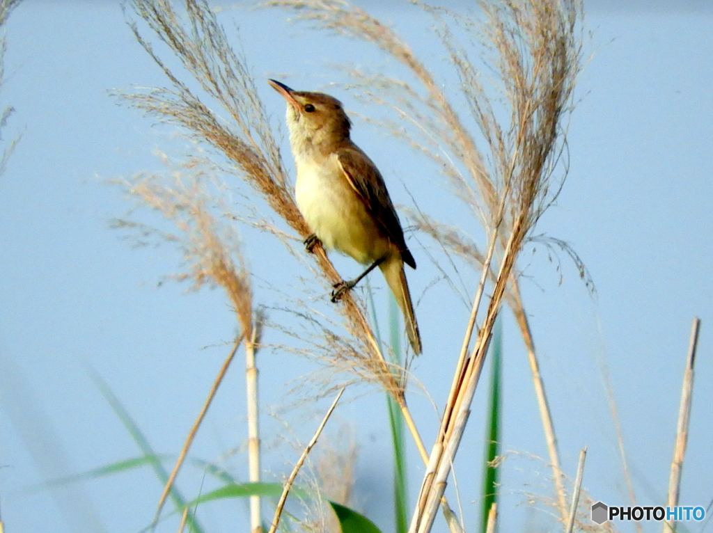 オオヨシキリ41