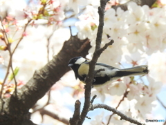 シジュウカラ180