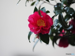 山茶花20-②