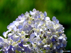 紫陽花10