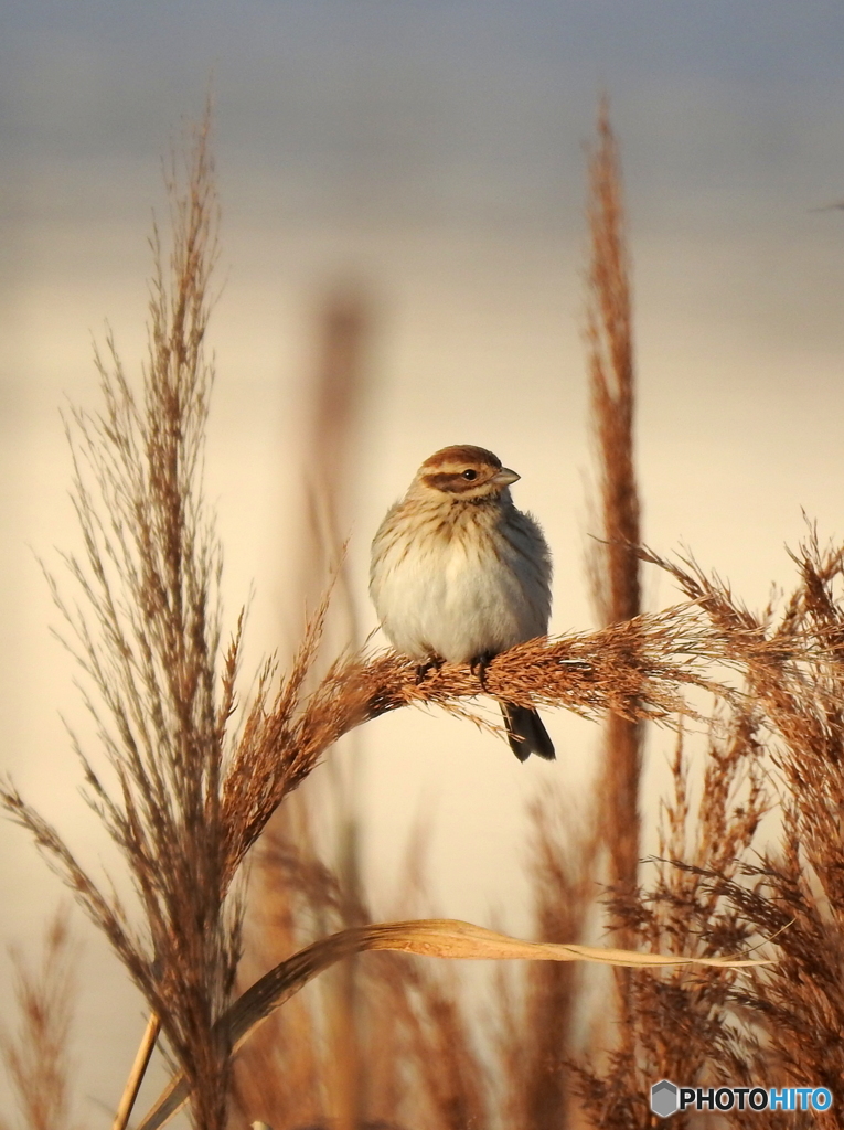 オオジュリン90