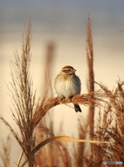 オオジュリン90