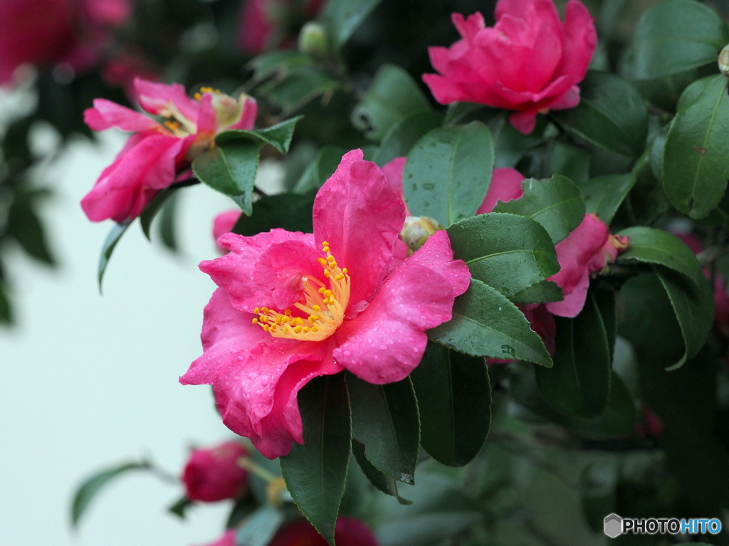 山茶花19-②