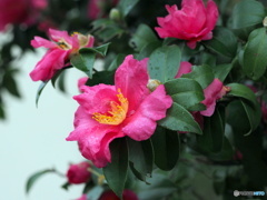 山茶花19-②