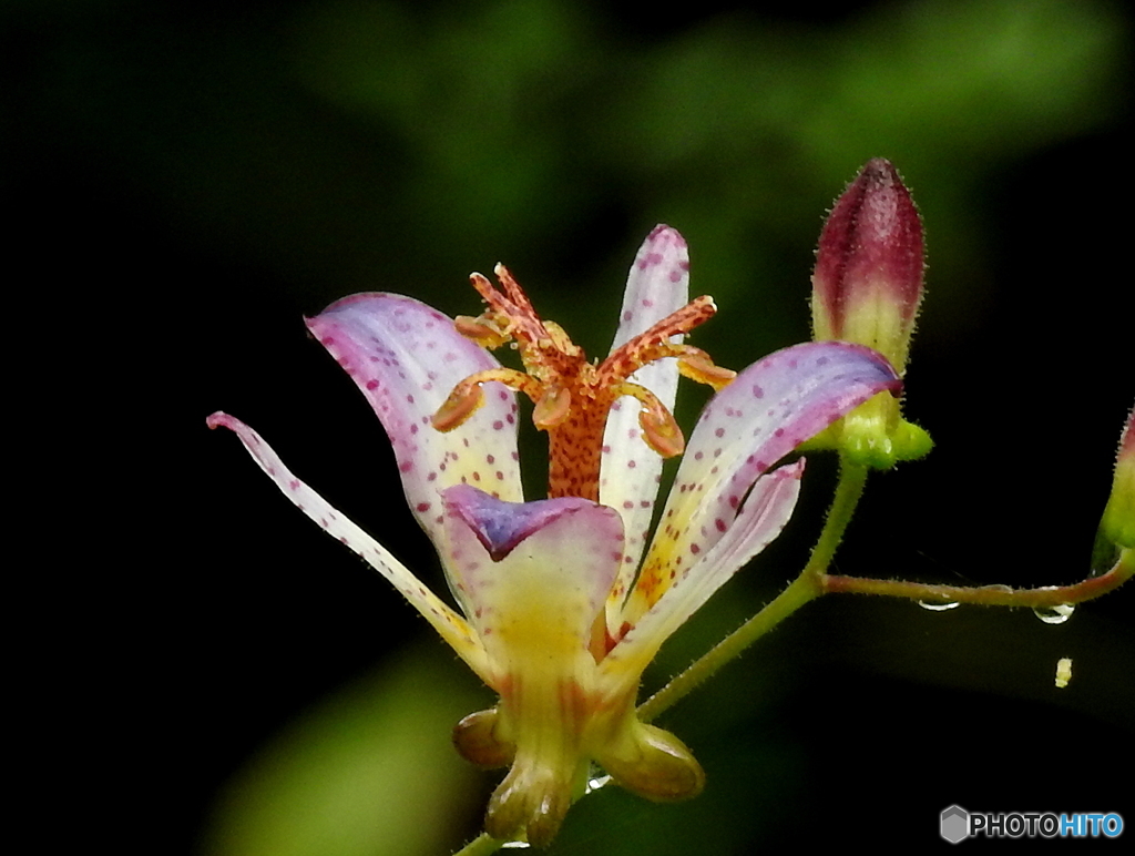 ホトトギス17-②