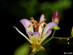 ホトトギス17-②