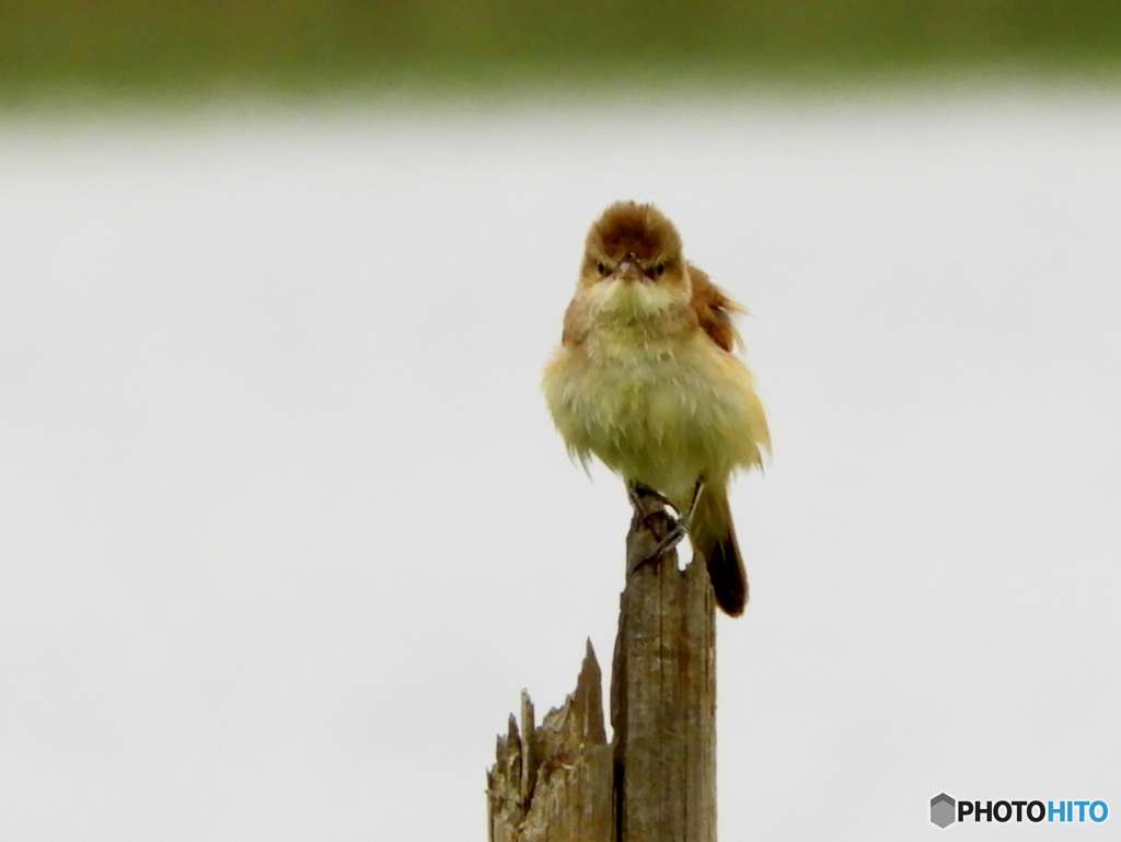 オオヨシキリ34