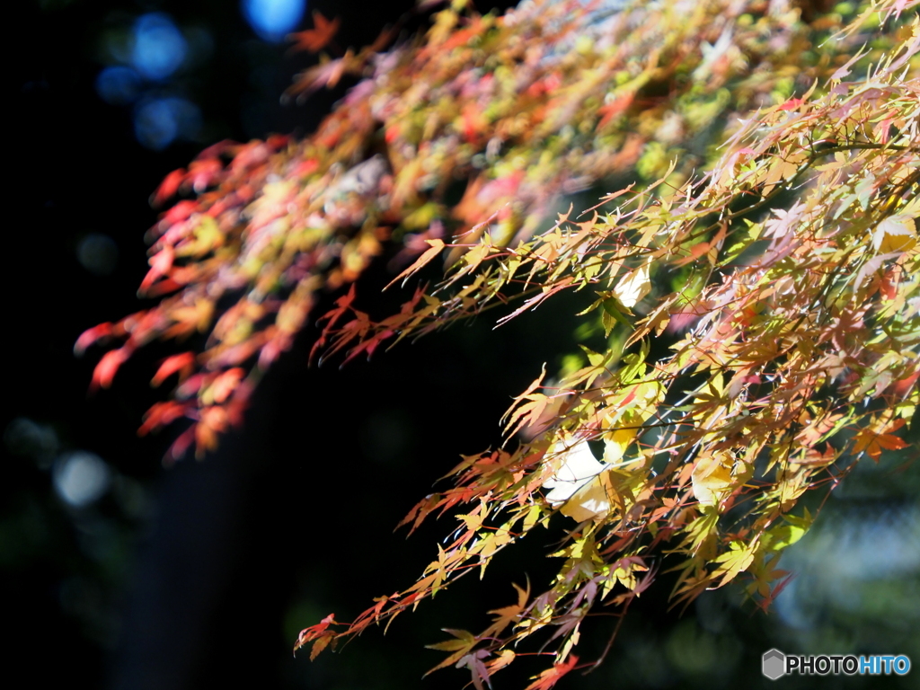 紅葉21-20