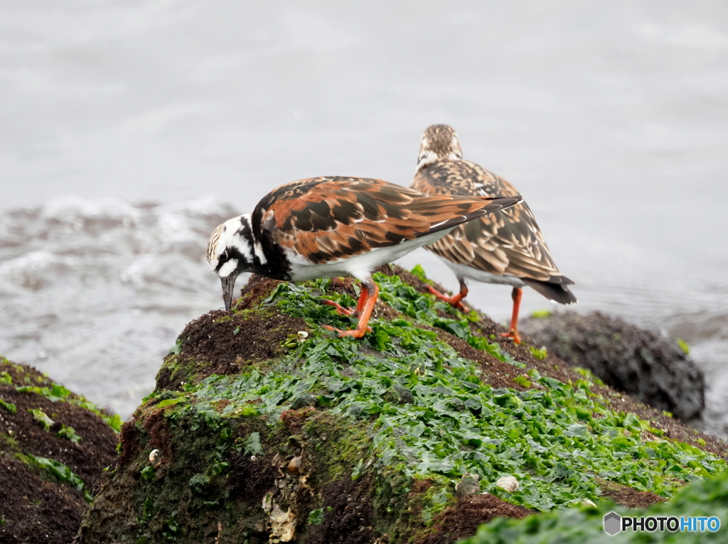 キョウジョシギ79