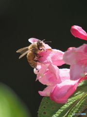 花と蜂21-①