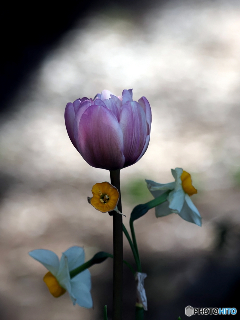 チューリップ24-⑧